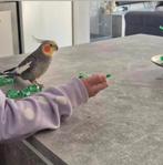 Handtamme valkparkieten, Animaux & Accessoires, Oiseaux | Perruches & Perroquets