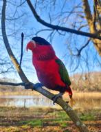 UNIEK! Tamme Purperbuiklori, Mannelijk, Papegaai, Pratend