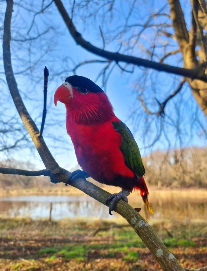 UNIEK! Tamme Purperbuiklori, Dieren en Toebehoren, Vogels | Parkieten en Papegaaien, Papegaai, Mannelijk, Pratend, Tam, Geringd