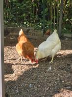 2 legkippen, Dieren en Toebehoren, Pluimvee