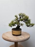 Prachtige Japanse zwarte den bonsai, Tuin en Terras, Ophalen