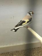 Femelle Chardonneret Emo, Femelle