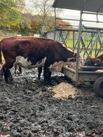 Hereford runderen, Dieren en Toebehoren, Runderen