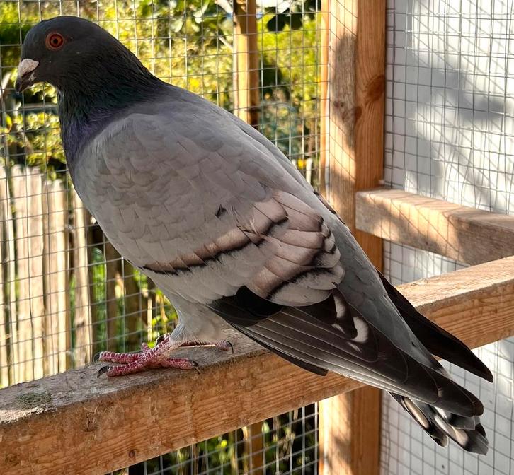 Koppel Kleurpostduiven, Dieren en Toebehoren, Vogels | Duiven, Postduif, Meerdere dieren