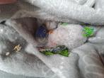 lori loriquet perruche perroquet, Dieren en Toebehoren, Ophalen of Verzenden