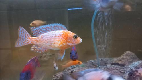 Cichlidés du Malawi, Animaux & Accessoires, Poissons | Poissons d'aquarium