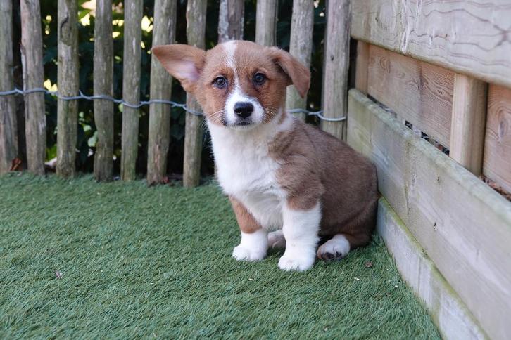 Prachtige welsh corgi cardigan pups, Dieren en Toebehoren, Honden | Herdershonden en Veedrijvers, Meerdere dieren, Overige rassen