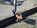 pauwen, Dieren en Toebehoren, Pluimvee, Mannelijk, Overige soorten
