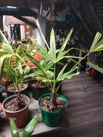 Winterharde palmboom, Ophalen