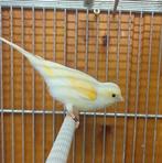 Vrouwelijke kanarie 2025, Dieren en Toebehoren, Ophalen