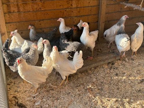 Legkippen verschillende kleuren, Dieren en Toebehoren, Pluimvee