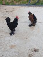 Ukkelse baardkriel hanen, Dieren en Toebehoren, Pluimvee, Meerdere dieren, Kip