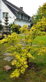 Bonsaï Acer palmatum Japanse esdoorn, Enlèvement