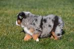 Chiots Berger australien à vendre - Les parents sont présent, Plusieurs, Hépatite contagieuse (maladie de Rubarth), Belgique, Berger