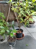 Laurierplant, Tuin en Terras, Planten | Tuinplanten, Ophalen