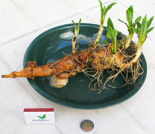 Aardperen of Topinamboer, Tuin en Terras, Kweekspullen, Nieuw, Overige typen, Ophalen