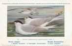 GROTE  ZEEZWALUW, Collections, Cartes postales | Animaux, Envoi, Non affranchie, Oiseaux