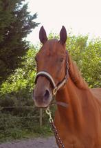 Halve stal in kontich., 7 tot 10 jaar, 160 tot 165 cm, Recreatiepaard, Merrie