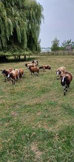 schapen, Dieren en Toebehoren, Meerdere dieren, Schaap, 0 tot 2 jaar