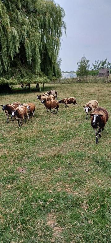 schapen, Plusieurs animaux, Mouton, 0 à 2 ans