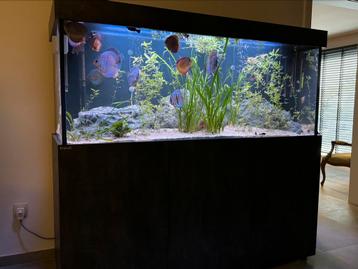 Aquarium 600l avec Discus Fish 
