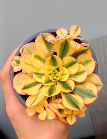 Aeonium sp.'Sun God' - cuttings (zeldzaam) beschikbaar voor biedingen