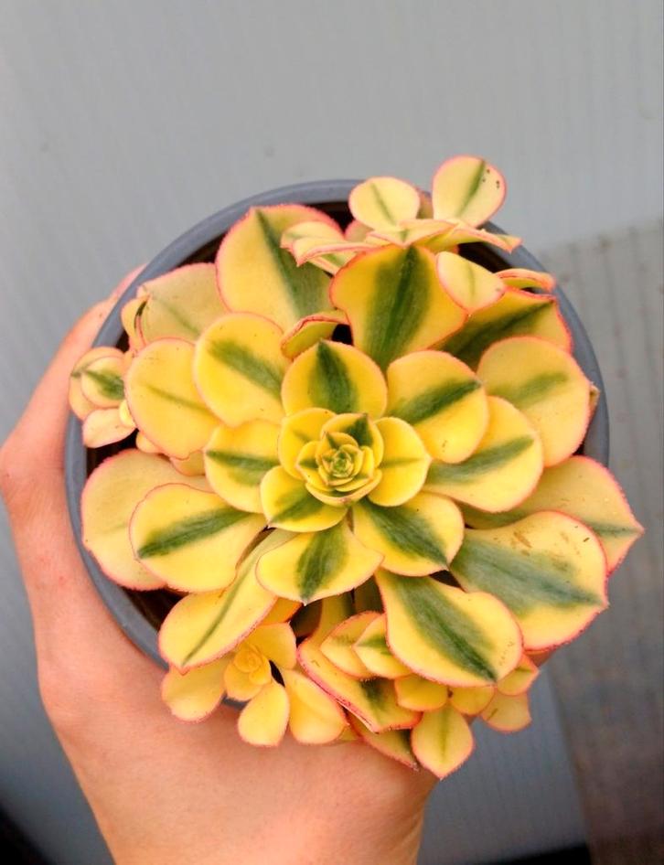 Aeonium sp.'Sun God' - cuttings (zeldzaam), Huis en Inrichting, Kamerplanten, Vetplant, Ophalen of Verzenden