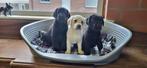 Labrador pups, Dieren en Toebehoren, Honden | Retrievers, Spaniëls en Waterhonden, België, CDV (hondenziekte), 8 tot 15 weken