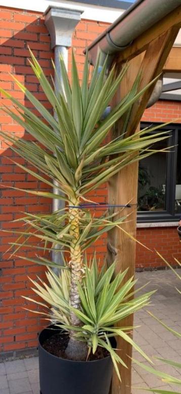 palmlelie 2.50 m hoog beschikbaar voor biedingen