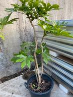 Fatcia japonica, Tuin en Terras, Ophalen