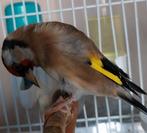 Parva d'Algérie mâle baguè DZ 2.5 année 2025., Dieren en Toebehoren, Vogels | Overige Vogels, Mannelijk