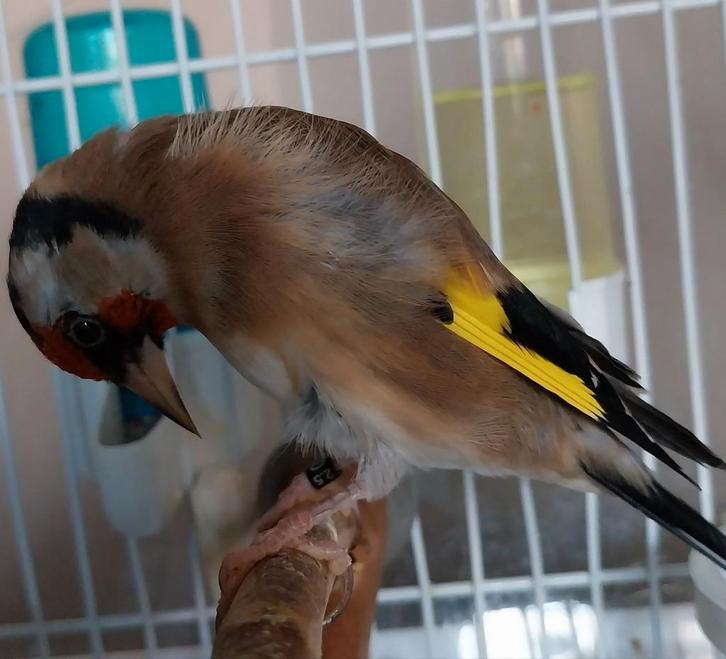 Parva d'Algérie mâle baguè DZ 2.5 année 2025., Dieren en Toebehoren, Vogels | Overige Vogels, Mannelijk