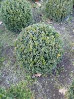 Buxus planten (bollen en kegels), Tuin en Terras, Planten | Tuinplanten, Ophalen, Overige soorten, Halfschaduw