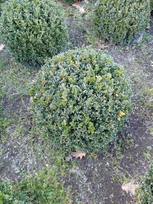 Buxus planten (bollen en kegels), Tuin en Terras, Planten | Tuinplanten, Overige soorten, Halfschaduw, Ophalen