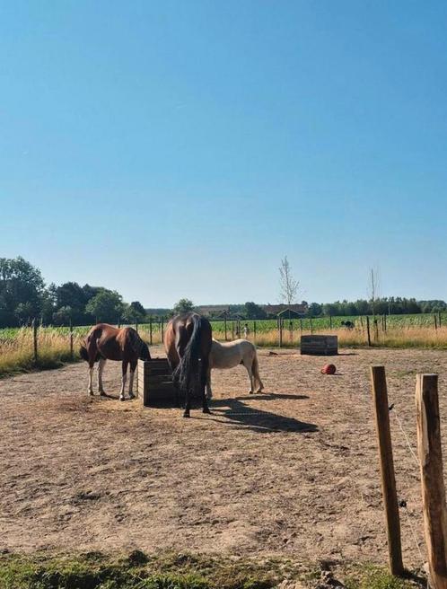 Pensionplek op paddock paradise, Dieren en Toebehoren, Stalling en Weidegang, Stalling, Weidegang, Accessoires, 2 of 3 paarden of pony's