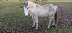 Pony, Dieren en Toebehoren, Merrie, B, Gechipt, C pony (1.27m tot 1.37m)