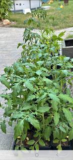 BİO tomatenplanten, per plant voor 1 euro, Tuin en Terras, Planten | Tuinplanten, Ophalen