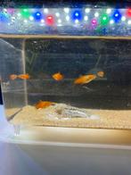 Baby platies, Animaux & Accessoires, Poissons | Poissons d'aquarium, Poisson, Poisson d'eau douce