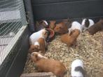 Jonge cavia beertjes, Dieren en Toebehoren, Knaagdieren, Mannelijk, Cavia, Tam