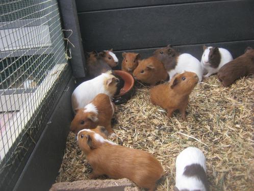Jonge cavia beertjes, Dieren en Toebehoren, Knaagdieren, Mannelijk, Cavia, Tam