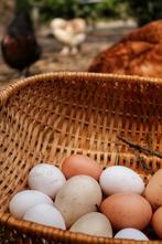 Verse eitjes, Dieren en Toebehoren, Pluimvee