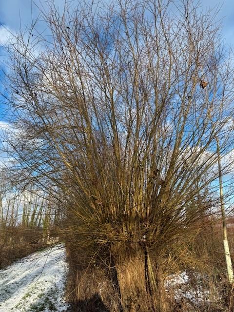 Gratis Wilgentenen, Tuin en Terras, Schuttingen, Nieuw, Hout, 2 meter of meer, 3 tot 6 meter, Ophalen