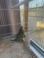 Grasparkieten 2025 met ring, Dieren en Toebehoren, Vogels | Parkieten en Papegaaien, Meerdere dieren, Parkiet, Geringd