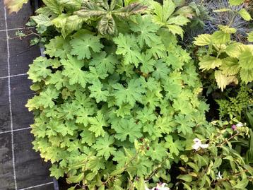 Bodembedekkers beschikbaar voor biedingen