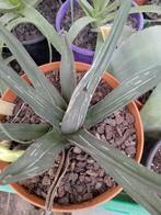 agave victoria regina, Ophalen