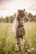 Lieve pintaloosa shetlander, Dieren en Toebehoren, Pony's, Ruin, A pony (tot 1.17m), Gechipt, 3 tot 6 jaar