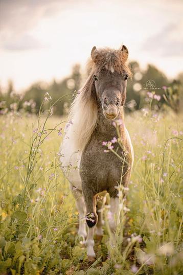 Lieve pintaloosa shetlander beschikbaar voor biedingen