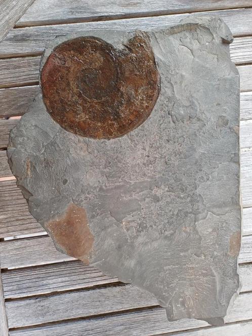 Grote schijf leisteen met ammoniet - Holzmaden, Verzamelen, Mineralen en Fossielen, Fossiel, Ophalen of Verzenden