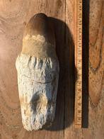 Fossiele tand Mosasaurus, Verzamelen, Mineralen en Fossielen, Ophalen of Verzenden, Fossiel