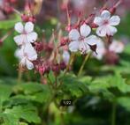 Ooievaarsbek, Tuin en Terras, Planten | Tuinplanten, Ophalen